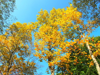Fototapeta premium 黄葉のユリノキと青空