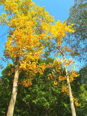 紅葉のユリノキとコナラ