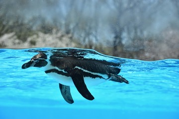 ペンギン