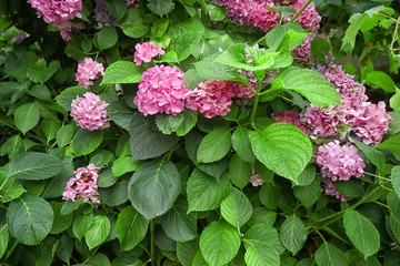 Beautiful hydrangea flowers in garden