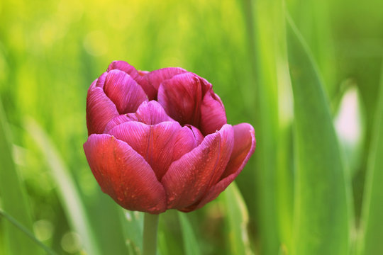 Spring background with tulip growing in garden