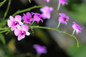 purple orchids , purple flower , from Thailand , siam