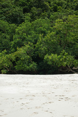 Fototapeta premium Beach and green forest thickets. The nature of the background