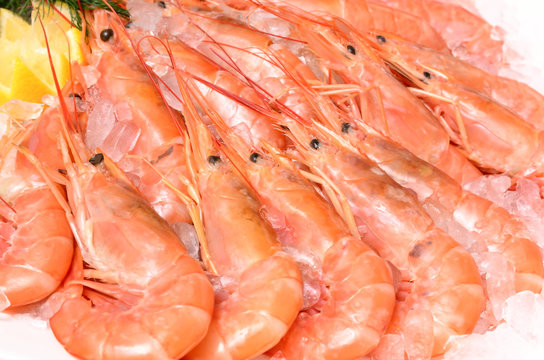 Argentine Red Shrimp On Ice