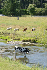 Vache elevage cloture agriculture lait vert bio campagne ruralite circulation ferme fermier environnement village eau riviere semois niveau secheresse bas hydrometrie ardennes wallonie paysage