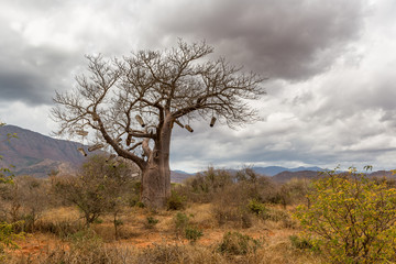 Baobabbaum (Adansonia digitata) - Afrikanischer Affenbrotbaum - Tansania