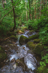 森の中の清流