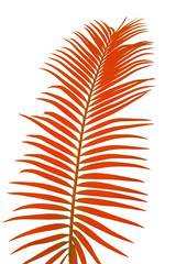 feuille rouge de palmier sagoutier sur fond blanc 