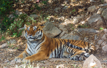 tiger lies in the shade on the rocks