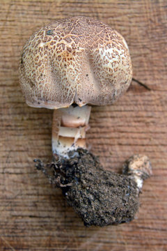 agaricus porphyrocephalus mushroom