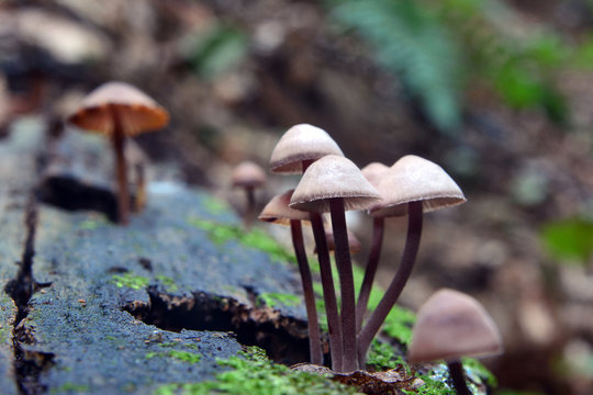Mycena haematopus mushroom