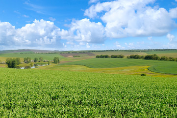 green field and blue sky with light cloud