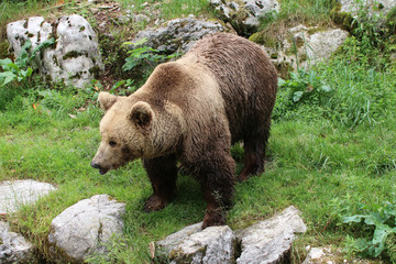 Braunb&auml;r, Ursus arctos