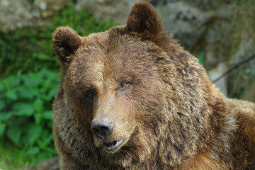 Braunbär Portrait von vorne, Ursus arctos