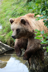 Fototapeta premium Braunbär von vorne, Ursus arctos