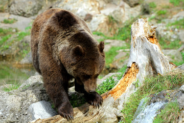 Braunbär riecht an altem Holz, Ursus arctos