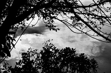 Tree silhouette in water reflection