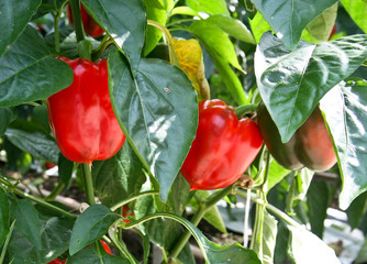 vegetables growing