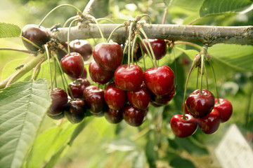 cherries on a tree