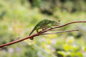 Chamäleon - Usambara Berge - Tansania
