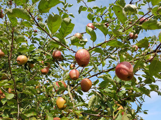 Adams Parmaene, Apfel, Malus, domestica