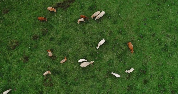 troupeaux de vaches en vue a&eacute;rienne 