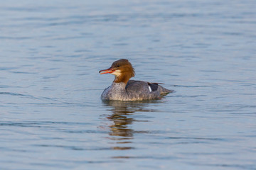 one natural female common merganser (mergus merganser) bird swimming