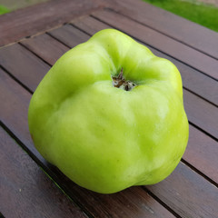 Fettapfel, Apfel, Malus, domestica, Alte Apfelsorte