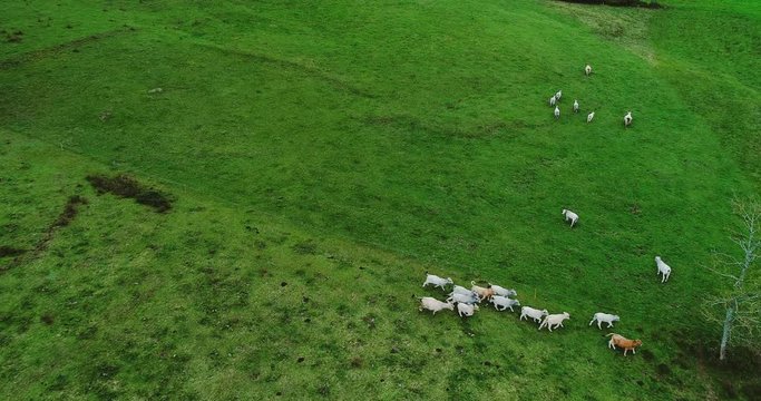 troupeaux de vaches en vue a&eacute;rienne 