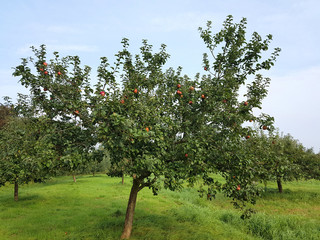 Fototapeta premium Hadelner Rotfranche, Apfel, Malus, domestica, Alte Apfelsorten