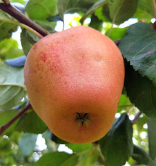 Hadelner Rotfranche, Apfel, Malus, domestica, Alte Apfelsorten