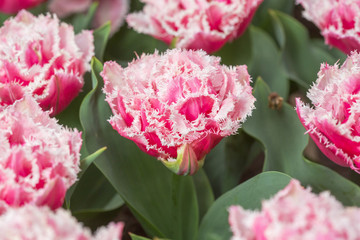 Pink tulip in the field