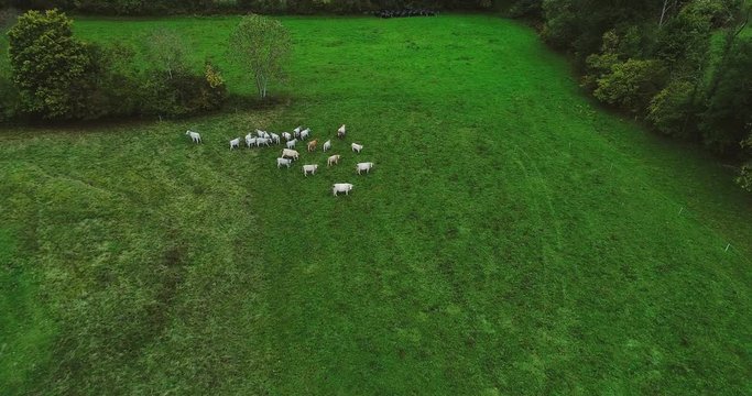 troupeaux de vaches en vue a&eacute;rienne 
