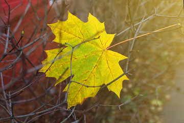 
A fallen yellow maple leaf stuck in dry branches in the park in the late fall. 