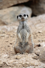 Erdmännchen sitzt im Sand von vorne, Suricata suricatta