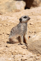 Fototapeta premium Erdmännchen sitzt im Sand und passt auf, Suricata suricatta