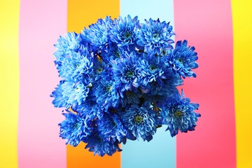 Bouquet of blue chrysanthemums on multicolored background with copy space