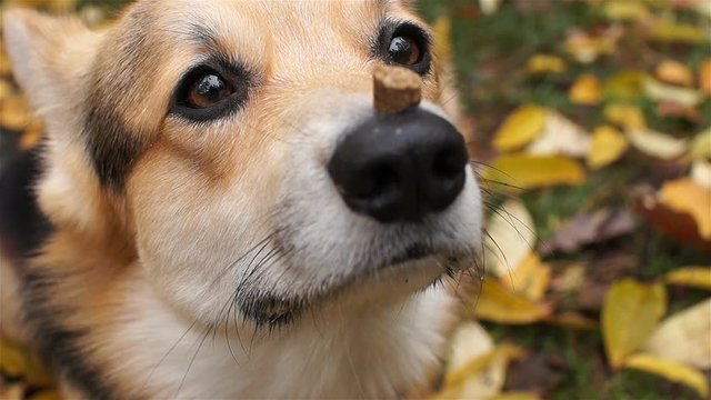 Welsh Corgi Pembroke performs the commands "Delicacy on the nose". A dog on a walk with his hostess in a beautiful autumn forest.