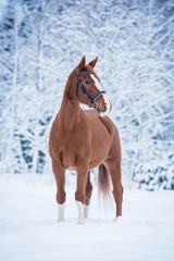 Obraz na płótnie Canvas Beautiful red horse in winter