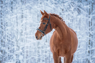 Naklejka premium Piękny czerwony koń w zimie