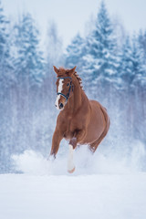 Beautiful red horse running in the snow in winter