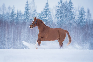 Beautiful red horse galloping on the field in winter