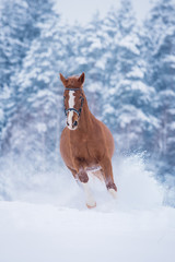 Fototapeta premium Beautiful red horse running in the snow in winter