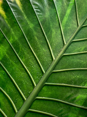 Fresh green leaves of Philodendron - nature background of wet foliage in jungle. Natural green background for your ecology backdrop or spa wallpaper.