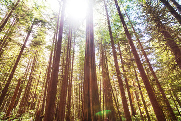 Fototapeta na wymiar Vancouver forest