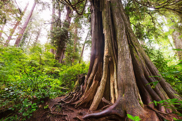 Fototapeta premium Vancouver forest