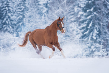 Beautiful stallion running gallop in winter