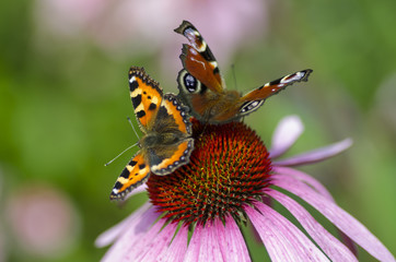 Butterfly on flower