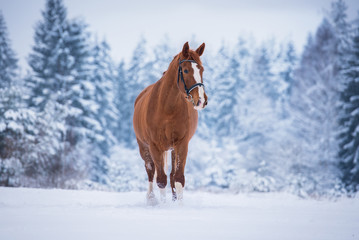 Beautiful red horse in the winter forest