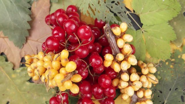 Berries of a sea-buckthorn and red guelder-rose lie   on autumn leaves, rotation